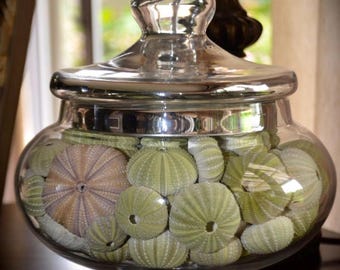 Green sea urchins for shell art, sailors valentines, crafts, home and coastal  decor, weddings, collectors, or gifts
