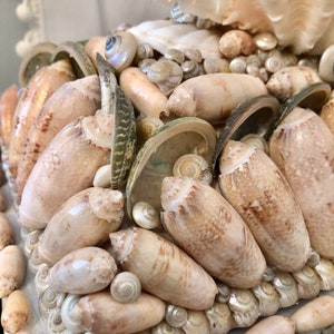 Set of 20 Lettered Olive Seashells, 1-2 1/2 Inches Each, for Crafts ...