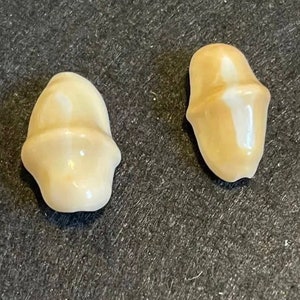 Rare vintage flamingo tongue seashells (Cyphoma gibbosum), set of 2, for collections, sailors valentines, shell art, gift