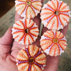 Deep sea urchin, Coelopleurus Mailardi, for shell artists, sailors valentine, crafts, home or coastal decor, wedding, collectors, or gift