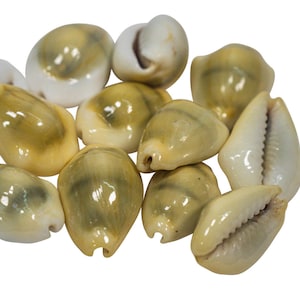 Money cowrie seashells for crafts, shell art, sailors valentines, weddings, home decor, collection,  and gifts.  FREE SHIPPING