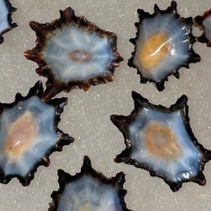 Può includere: Una collezione di otto piccole conchiglie a forma di stella con un interno bianco iridescente e un esterno marrone scuro.
