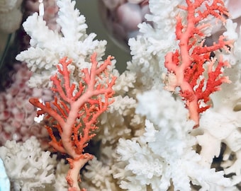 Rare pink stylaster coral #2, stylaster roseus, rose lace coral.  For shell art, sailors valentines, collections, gift, collector