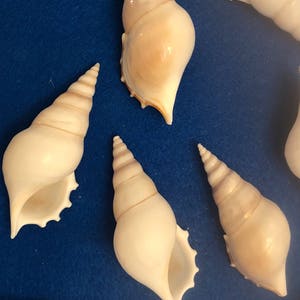 white tibia seashells for crafts, home decor, weddings