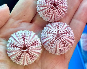 Black Starry Urchin for crafts, shell art, sailors Valentines, coastal decor, weddings, collectors, or gifts,