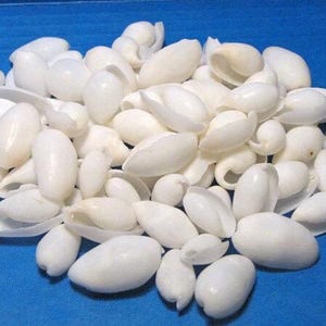 Op de afbeelding: Een grote verzameling kleine, gladde, witte kauri-schelpen. Elke schelp heeft een langwerpige, ovale vorm met een glanzend, gepolijst oppervlak en een duidelijke, smalle opening aan de onderkant van de schelp.