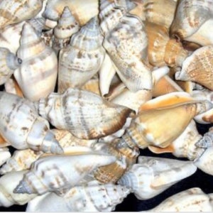 Free shipping, natural chula shells for shell art, sailors valentines, home decor, crafts, wedding and more