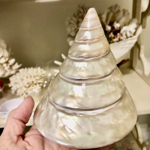 Trochus Shell - Etsy