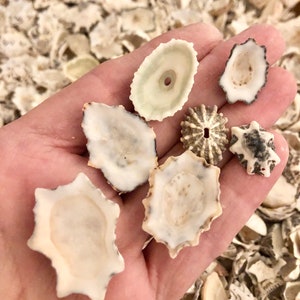 Vintage Star limpets--for shell art, artists, coastal decor, sailors valentines, great for crafts.  FREE SHIPPING