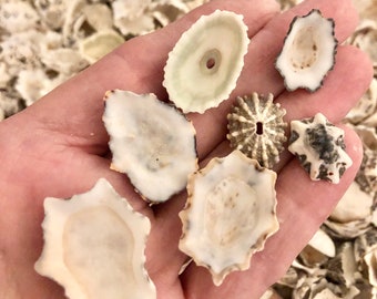 Vintage Star limpets--for shell art, artists, coastal decor, sailors valentines, great for crafts.  FREE SHIPPING