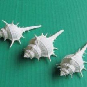 White Murex Turnispina (triple spined murex) for sailor&#39;s valentines, crafts, shell art, home and coastal decor, wedding, collection, gifts