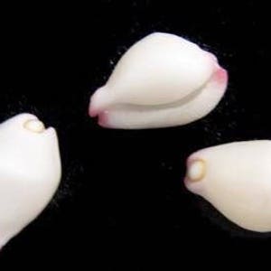 Calpurnus Cowrie seashells white and pink for home and coastal decor, sailors valentines, shell art crafts, weddings, gifts FREE SHIPPING