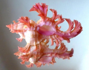 Specimen Pink Pendant Murex seashell for seashell collectors, collections, crafts, home decor, wedding, gift and more
