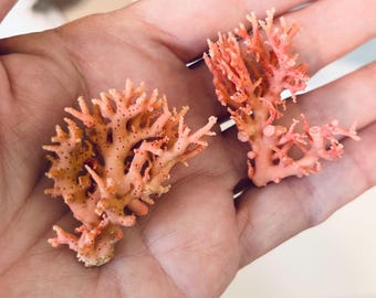 Rare pink stylaster coral #3, stylaster roseus, rose lace coral.  For shell art, sailors valentines, collections, gift, collector