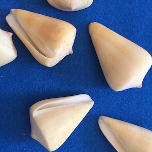 Conus Quincinus Seashell cones for crafts, shell art, decor, collectors and weddings. FREE SHIPPING