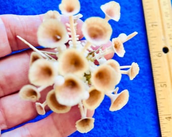 Trumpet Spine Urchin, Goneocidaris Cypeata, for collectors, home decor, shell artists, sailors Valentine’s, gift, display