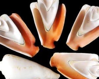 Half cut strombus luhanus shells for crafts, shell art, ornaments, shell flowers, sailors  valentines, home decor, weddings.  FREE SHIPPING
