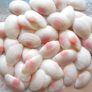 FREE SHIPPING, Rose Tellin sea shells for crafts, beach decor, wedding, shell artists, sailors valentine, coastal decor