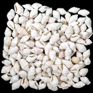Tiny, white, nassa dove shells for home and coastal decor, crafts, weddings, shell art, sailor's valentines, collection.  FREE SHIPPING