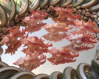 2 Pink Pendant Murex with FREE SHIPPING for seashell collectors, collections, crafts, home decor, wedding, gift and more