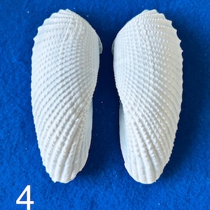 Authentic White Angel Wing Seashell PAIR for Sailors Valentines, shell art, crafts, home decor, weddings, gift, collections, collectors