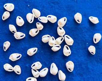 Vintage cut white seashells  for crafts, home decor, seashell flowers, weddings, sailors Valentines, shell art .  FREE SHIPPING