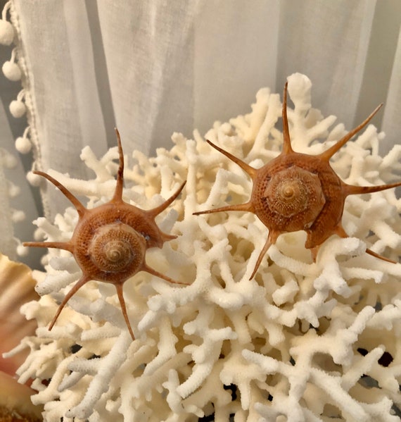 Japanese Star Shell (guildfordia Yoka) With Operculum for Crafts