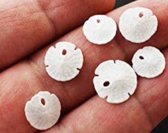 May include: Six white sand dollar shells with a hole in the centre. The shells are arranged in a semi-circle on a hand.