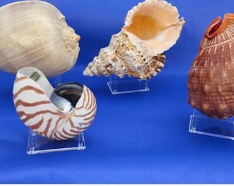 Displaystandaards van helder acryl, meerdere soorten, voor verzamelobjecten, schelpen, koraal, woondecoratie, display en meer