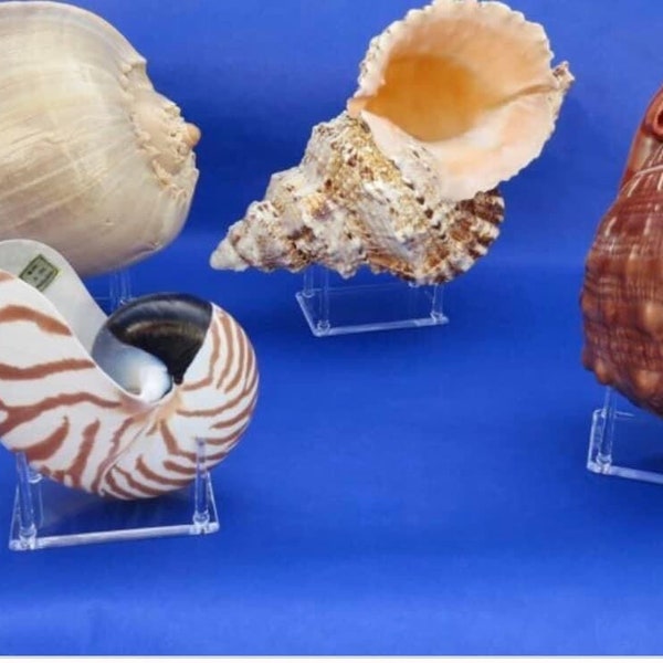 Clear Acrylic display stands, multiple types, for collectibles, seashells, coral, home decor, cabinets and more