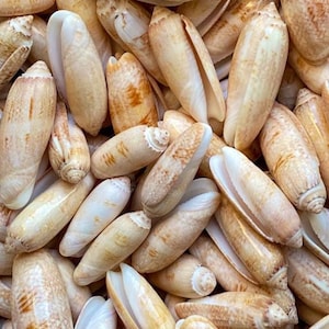 Set of 20 Lettered olive seashells, 1-2 1/2 inches each, for crafts, wedding, gift, collections and home decor.
