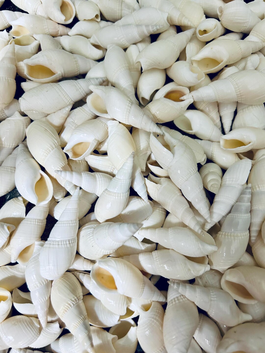 White Bullia Vittata Shells. for Weddings, Coastal and Home Decor, Gift ...