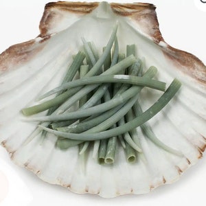 May include: A large, white seashell with a brown-edged rim contains a collection of pale green, cylindrical stems. The stems are arranged in a loose pile, with some curving gently. The shell's surface has a textured, ridged pattern.