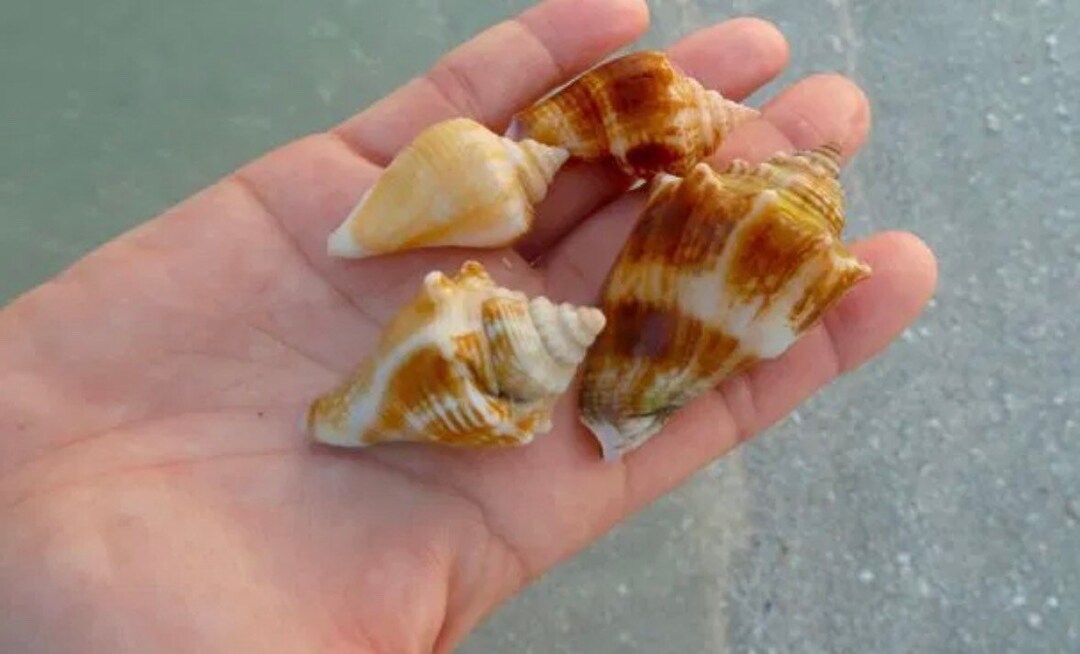Conch Shell Set Sanibel Fighting Conch Shells, Set of 10, Coastal Decor - Etsy