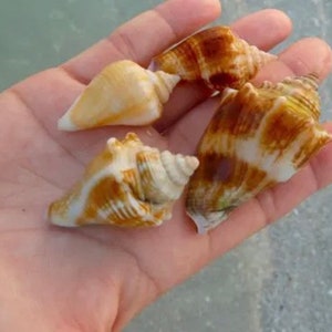 May include: Four seashells in a hand. The shells are a mix of brown, white, and tan colours. The shells are different shapes and sizes.
