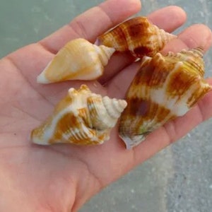 Set of 10 Sanibel Fighting Conch shells for crafts, art, mirrors, home and coastal decor, wedding, gift with FREE SHIPPING