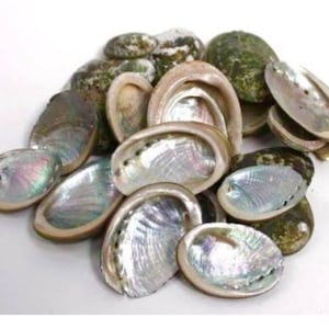 Oval abalone sea shells for crafts, beach decor, gift, collection, wedding.  FREE SHIPPING