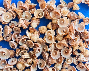 Top cut top seashells for crafts, home decor, seashell flowers, weddings, sailors Valentine’s, shell art and coastal decor.  FREE SHIPPING