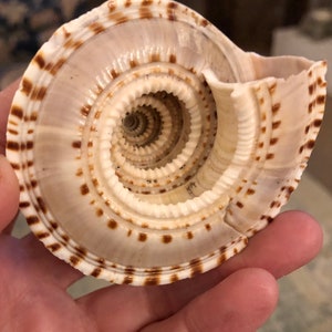 May include: A white seashell with brown markings, featuring a spiral pattern with multiple layers. The shell has a smooth, glossy finish.