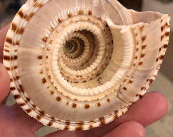 May include: A white seashell with brown markings, featuring a spiral pattern with multiple layers. The shell has a smooth, glossy finish.