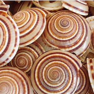 Puede incluir: Primer plano de varias conchas de caracol con un patrón en espiral. Las conchas tienen un color base beige claro con bandas alternas de marrón y blanco. Las conchas están dispuestas en un montón, mostrando su belleza natural.