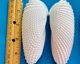 SPECIAL!  Large White Angel Wing Seashell Pair!  For crafts, home decor, weddings, gift, sailors Valentine’s, shell art, collections