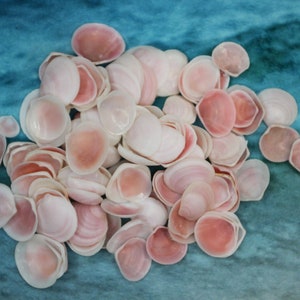 Rose Cup shells (buy your way in variations) for crafts, weddings, flowers, sailor&#39;s valentines, shell art, collections, gifts.