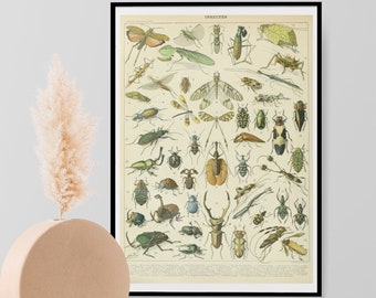 Adolphe Millot Vintage French Insect Chart Science Print - Natural History Insects Poster, Entomology, Wall Art Home Decor Print A3 A4 A5