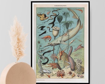 Adolphe Millot, Ocean Sea Life Vintage Illustration Print, Natural History Sealife Poster, Wall Art Decor Print A3 A4 A5