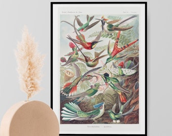 Ernst Haeckel Poster Trochilidae Hummingbirds - Art Forms in Nature 1904 -  Botanical Birds Painting Photo Print Wall Art Home Decor