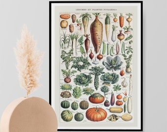 Adolphe Millot, Vintage Vegetable Print, Science Botanical Wall Art Vegetable Poster Home Decor A3 A4 A5