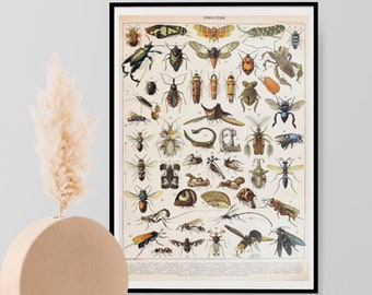 Adolphe Millot Vintage French Insect Science Print, Natural History Insects Poster, Entomology, Wall Art Home Decor Print A3 A4 A5