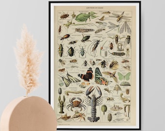 Adolphe Millot Vintage Arthropods Print, French Natural History Insects Poster, Wall Art Decor Print A3 A4 A5