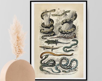 Snakes, Amphibians and Reptiles Art Print, Vintage Painting, Photo, Poster Wall Art Home Decor - Snake, Reptile